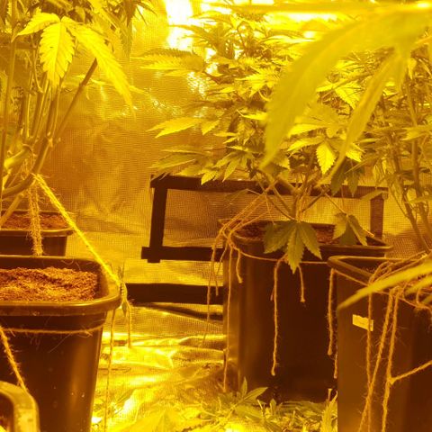 White Widow growlog timeline photo
