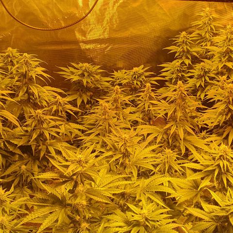 White Widow growlog timeline photo