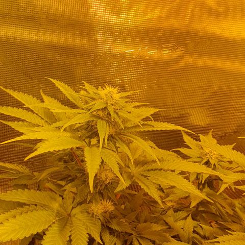 White Widow growlog timeline photo