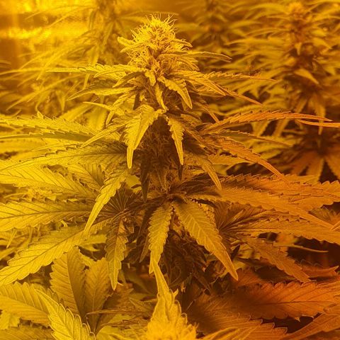 White Widow growlog timeline photo