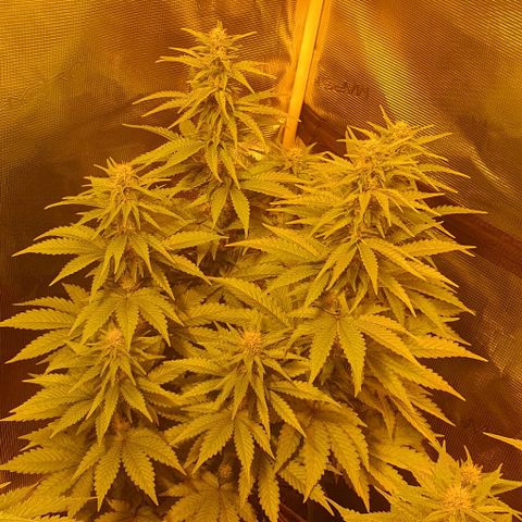 White Widow growlog timeline photo