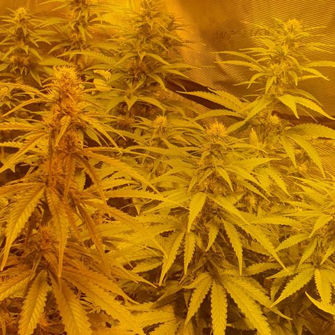 White Widow growlog timeline photo