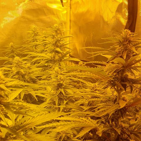 White Widow growlog timeline photo