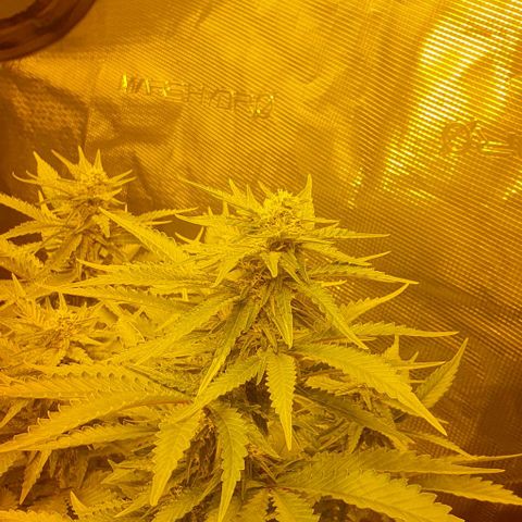 White Widow growlog timeline photo