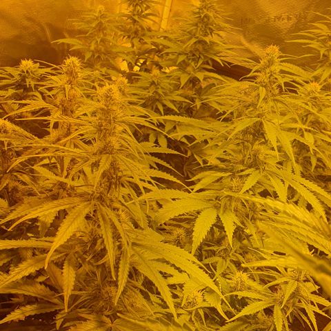 White Widow growlog timeline photo