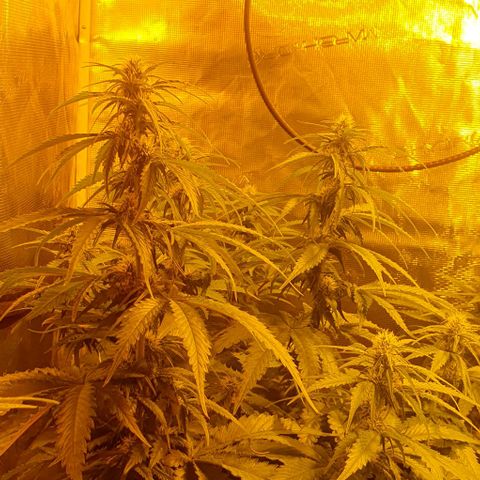 White Widow growlog timeline photo