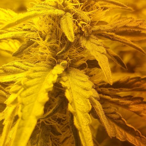 White Widow growlog timeline photo