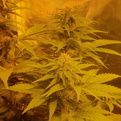 White Widow growlog timeline photo