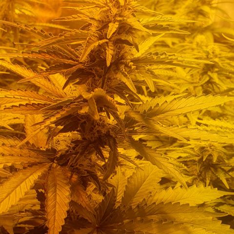 White Widow growlog timeline photo