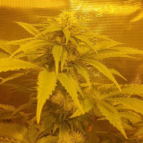White Widow growlog timeline photo