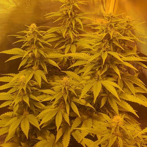 White Widow growlog timeline photo