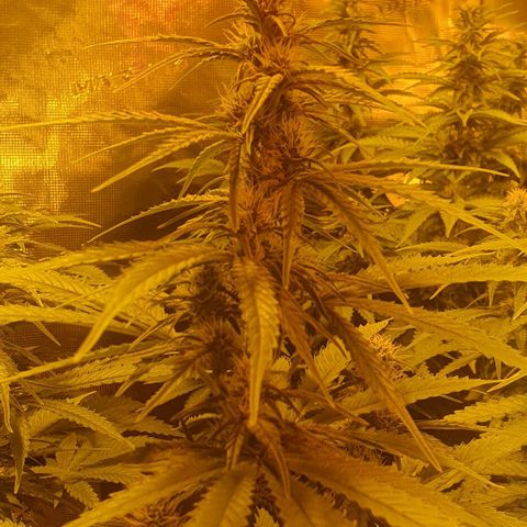 White Widow growlog timeline photo
