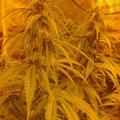 White Widow growlog timeline photo