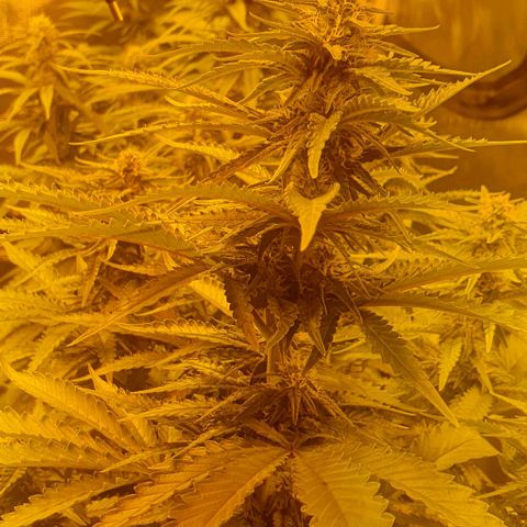 White Widow growlog timeline photo