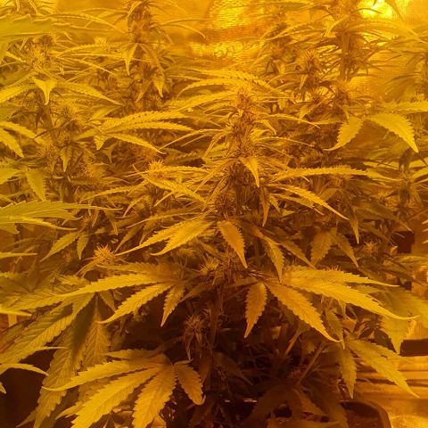 White Widow growlog timeline photo