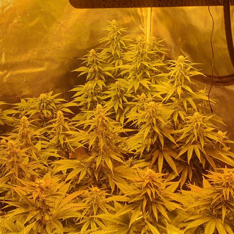 White Widow growlog timeline photo