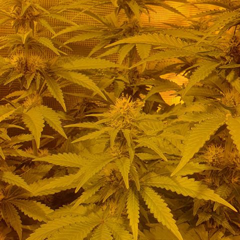 White Widow growlog timeline photo