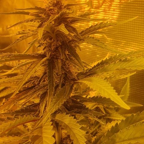 White Widow growlog timeline photo