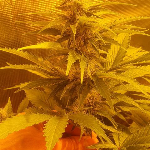 White Widow growlog timeline photo