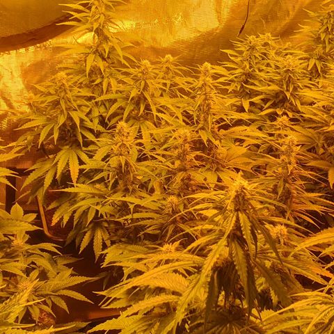 White Widow growlog timeline photo
