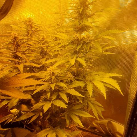 White Widow growlog timeline photo