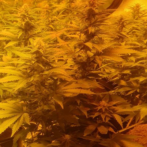 White Widow growlog timeline photo