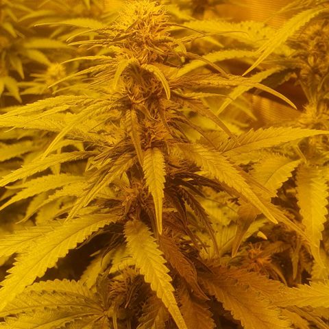 White Widow growlog timeline photo