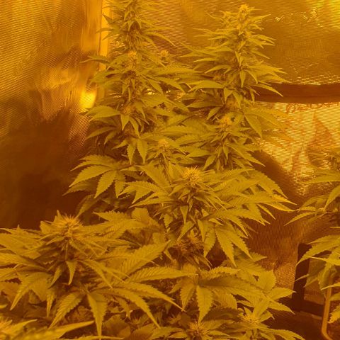 White Widow growlog timeline photo