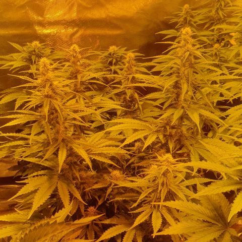 White Widow growlog timeline photo