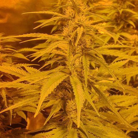 White Widow growlog timeline photo