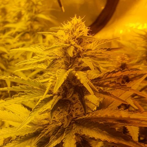 White Widow growlog timeline photo