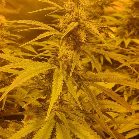 White Widow growlog timeline photo
