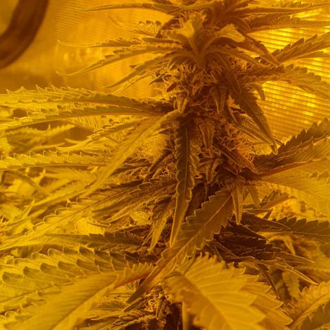White Widow growlog timeline photo