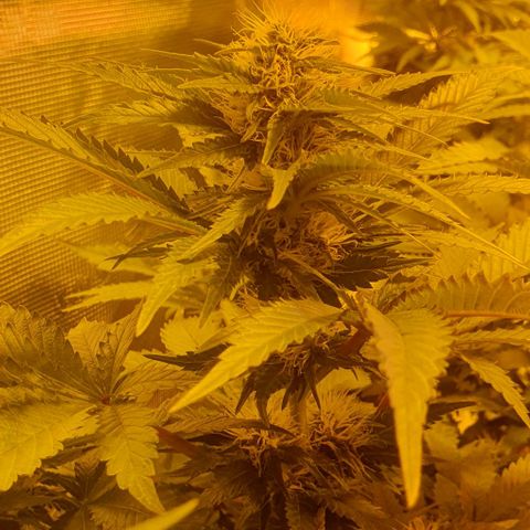 White Widow growlog timeline photo