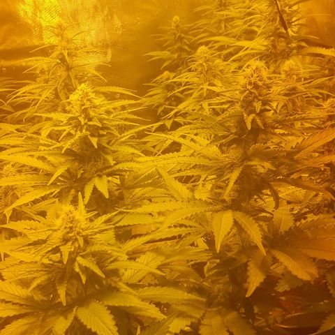 White Widow growlog timeline photo