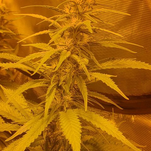 White Widow growlog timeline photo