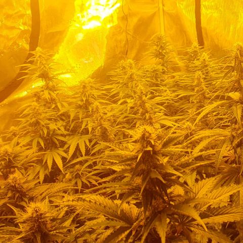 White Widow growlog timeline photo