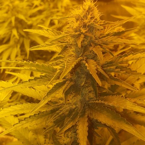 White Widow growlog timeline photo