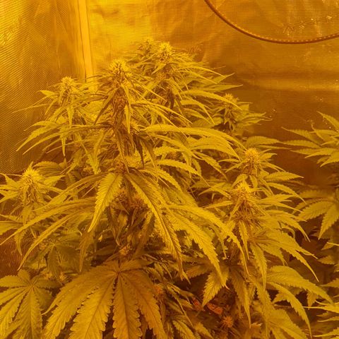 White Widow growlog timeline photo