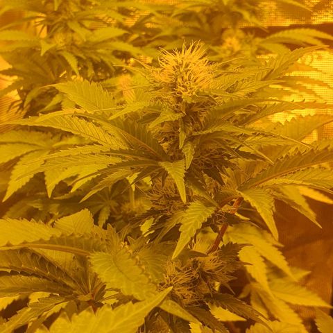 White Widow growlog timeline photo