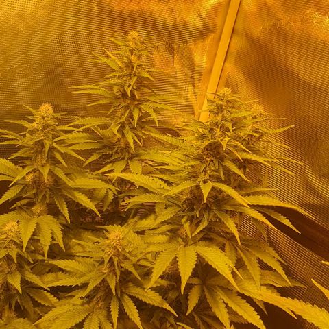 White Widow growlog timeline photo