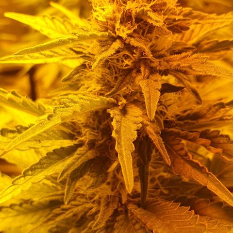 White Widow growlog timeline photo