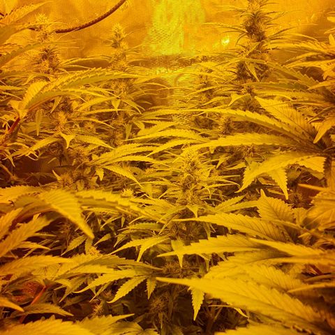 White Widow growlog timeline photo