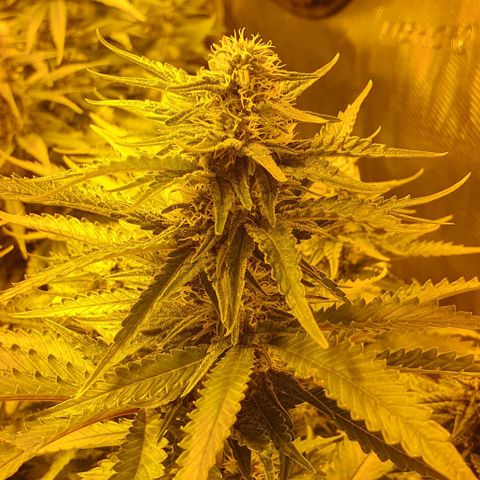 White Widow growlog timeline photo
