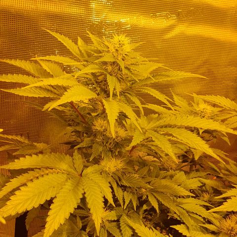 White Widow growlog timeline photo