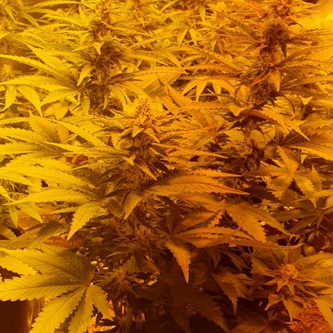 White Widow growlog timeline photo
