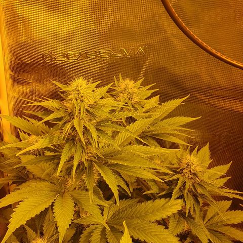 White Widow growlog timeline photo