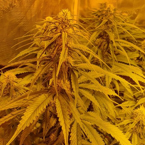 White Widow growlog timeline photo