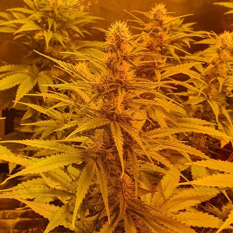 White Widow growlog timeline photo