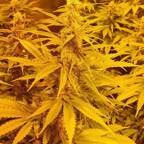White Widow growlog timeline photo